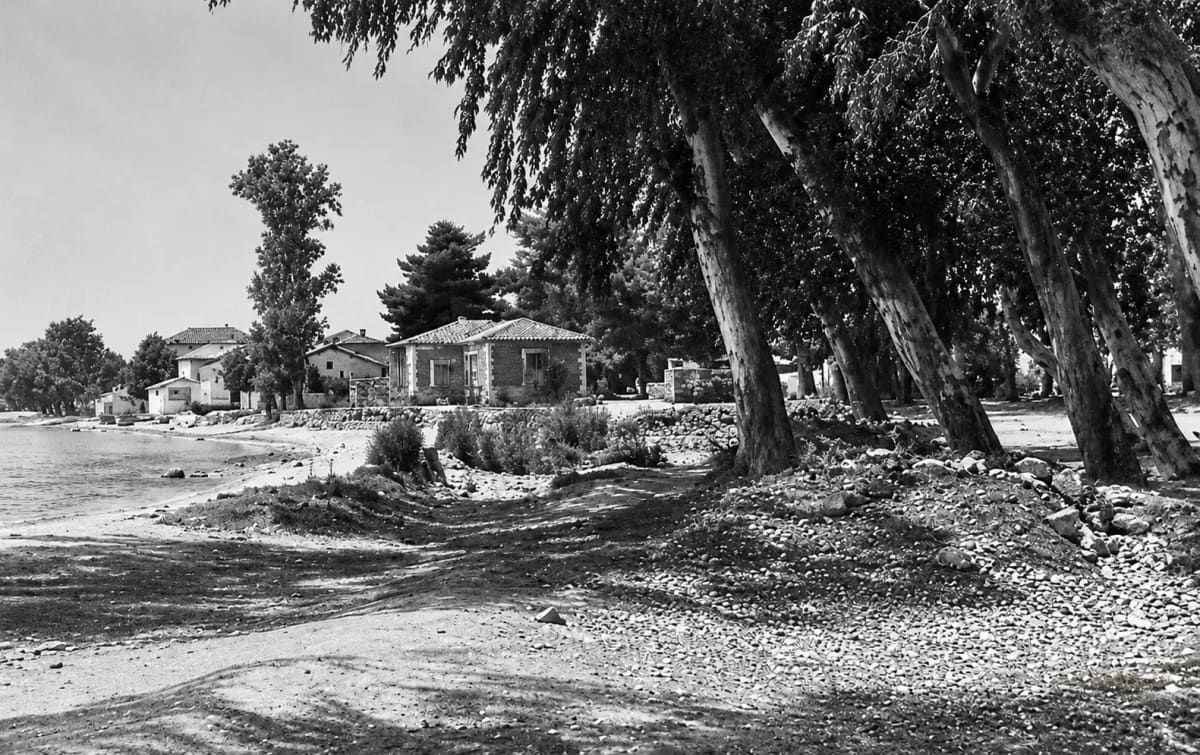 Tall eucalyptus trees by the water at Myloi, photographed in May 1945 (digitally restored)