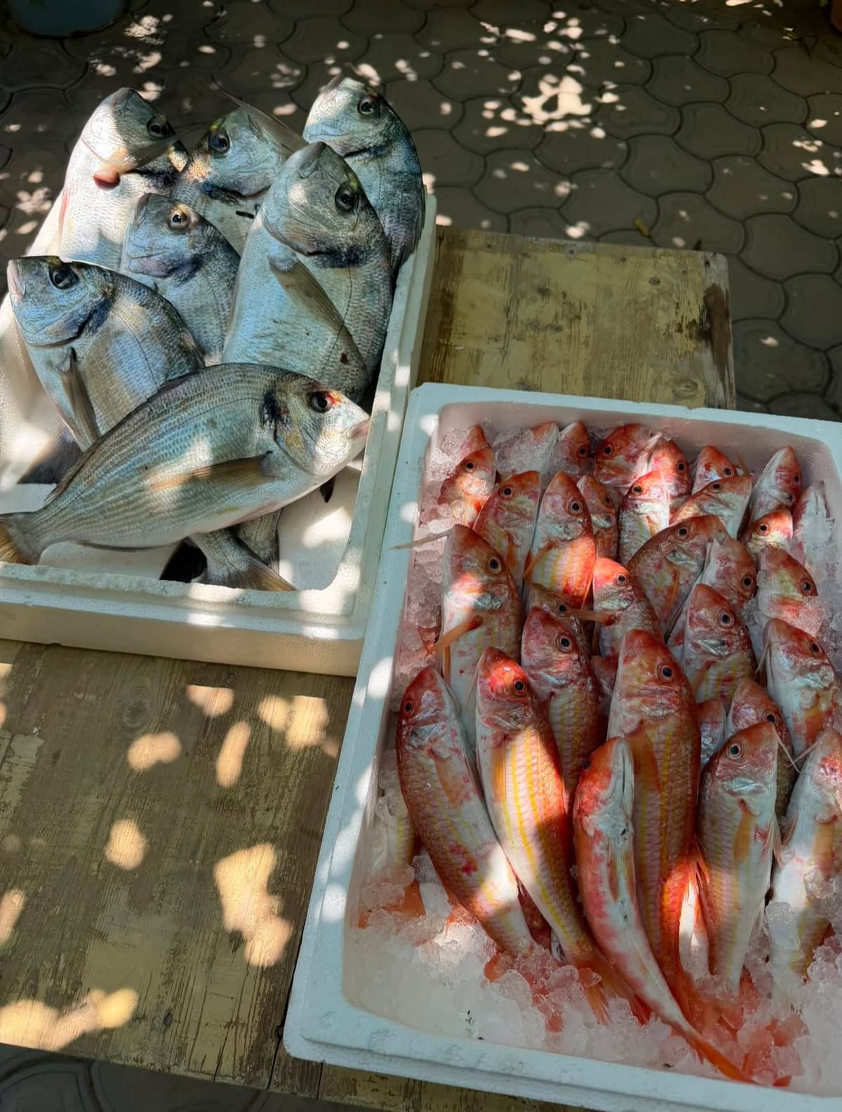 Boxes of fresh sea bream and red mullet on a wooden table in dappled shade