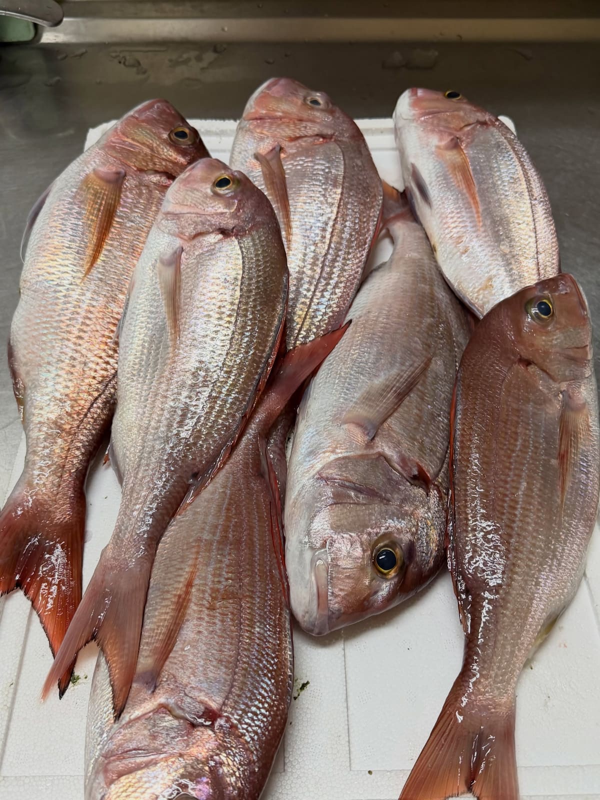 Fresh red snappers laid out side by side