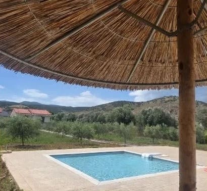 Swimming pool among young olive trees, seen from under a reed parasol, hills behind